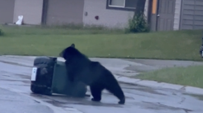 Watch: Alaska black bear's snack run thwarted in futile fight with trashcan